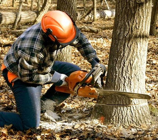 Tree Removal in Hitterdal, MN